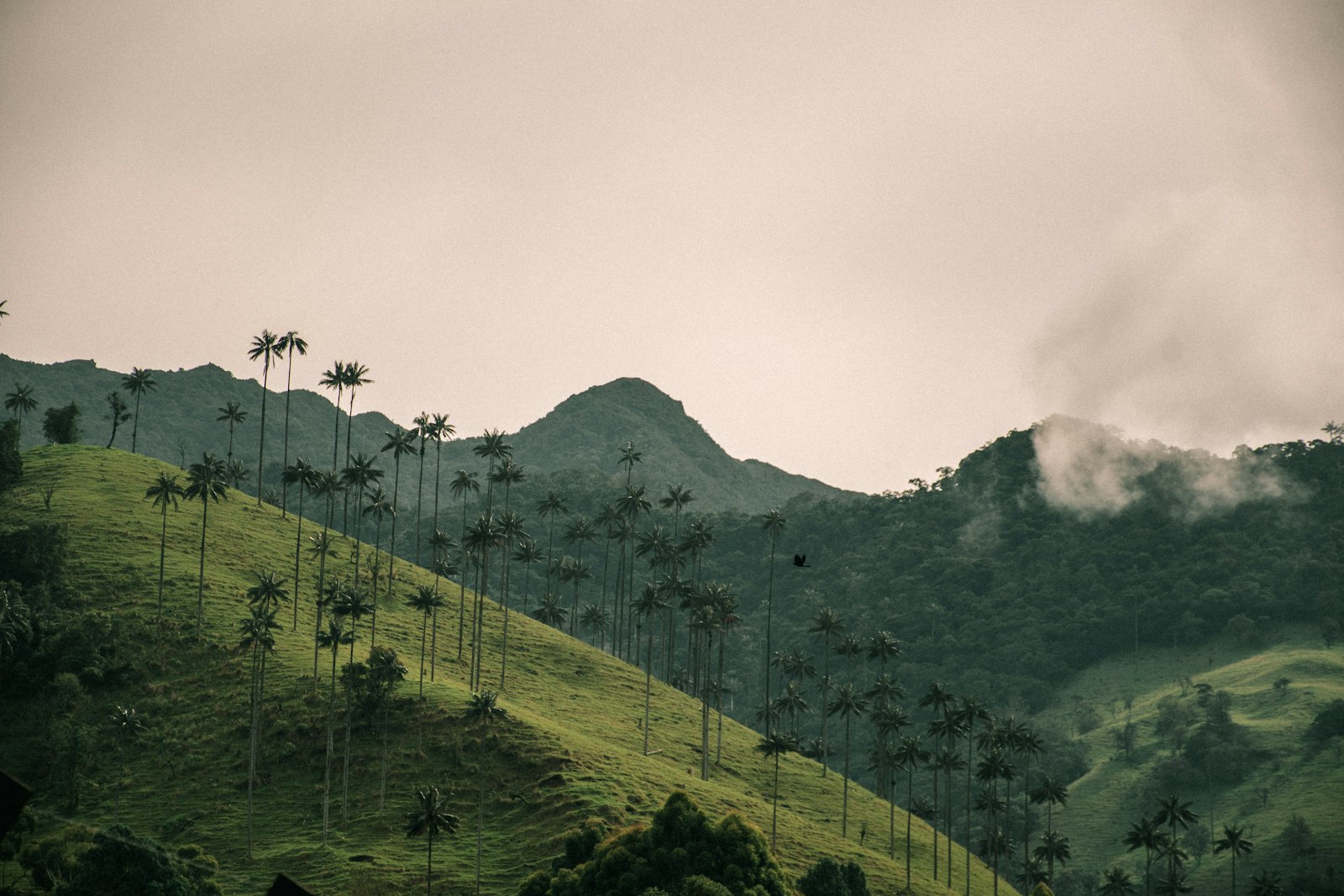 Green hillside covered in tall palm trees in Valle del Cocora, Salento, Colombia, with mist over forested mountains